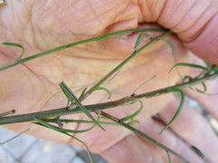 Prismatocarpus campanuloides