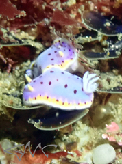 Goniobranchus loringi