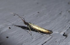 Coleophora deauratella