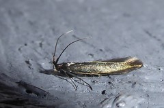 Coleophora deauratella