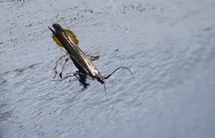 Coleophora deauratella