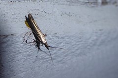 Coleophora deauratella