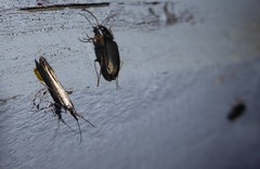 Coleophora deauratella