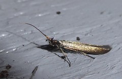 Coleophora deauratella