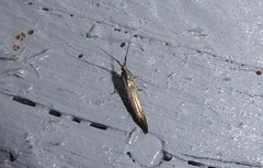 Coleophora deauratella