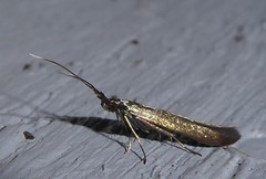 Coleophora deauratella