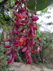 Thunbergia coccinea