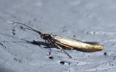 Coleophora deauratella
