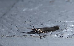 Coleophora deauratella