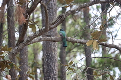 Trogon mexicanus