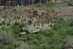 Aloe striata