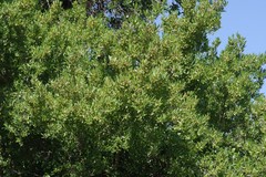 Combretum caffrum