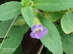 Gratiola officinalis