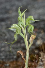 Pterostylis planulata
