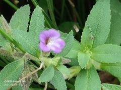 Gratiola officinalis