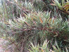 Chusquea tessellata