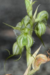 Pterostylis planulata