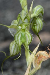 Pterostylis planulata