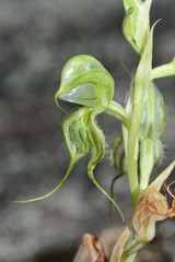 Pterostylis planulata