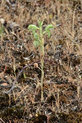 Pterostylis planulata