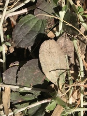 Antennaria solitaria