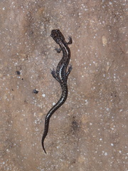 Plethodon dixi