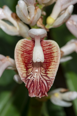 Alpinia calcarata