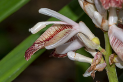 Alpinia calcarata