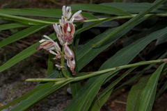 Alpinia calcarata