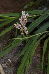 Alpinia calcarata