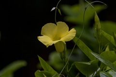 Pentalinon luteum