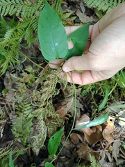 Leichhardtia longiloba