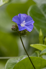 Jacquemontia pentanthos