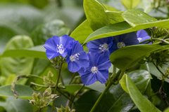 Jacquemontia pentanthos