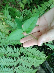Leichhardtia longiloba