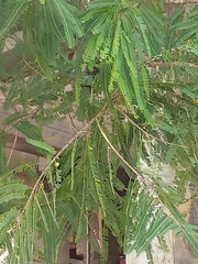 Phyllanthus emblica
