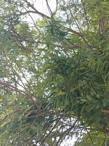 Phyllanthus emblica