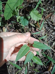Leichhardtia longiloba
