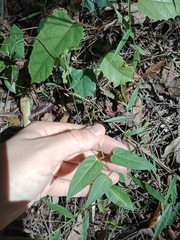 Leichhardtia longiloba