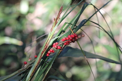 Alpinia oblongifolia