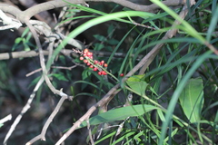 Alpinia oblongifolia