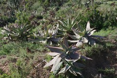 Aloe striata