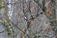 Dendrocopos major