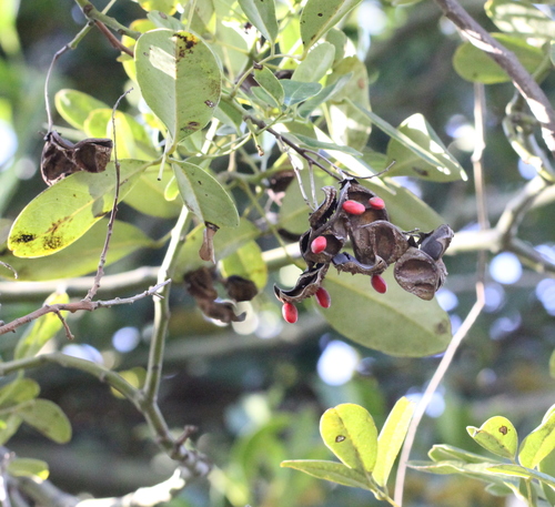Image of Ormosia emarginata by no rights reserved