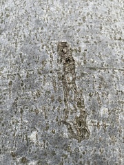 Zimmermannia liebwerdella