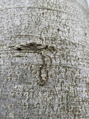 Zimmermannia liebwerdella