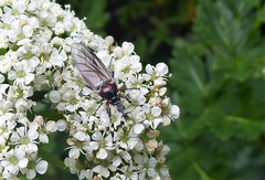 Dilophus nigrostigma