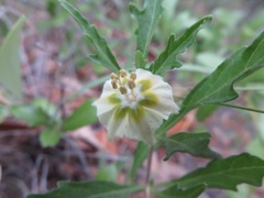 Chamaesaracha edwardsiana