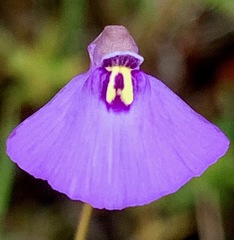 Utricularia barkeri