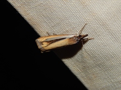 Classeya argyrodonta